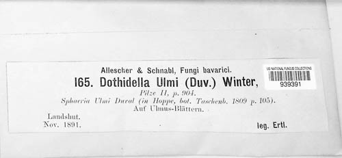 Dothidella ulmi image